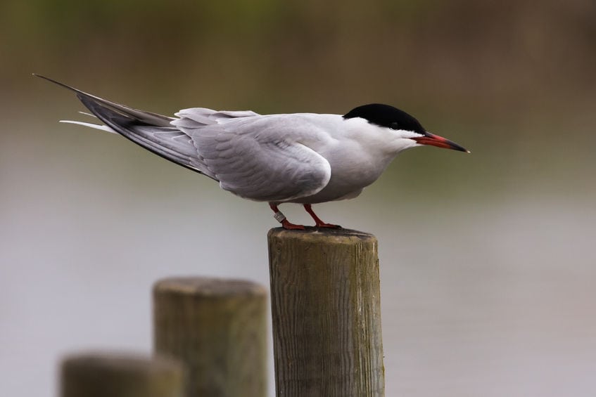 Havternen - den langtflyvende styrtdykker