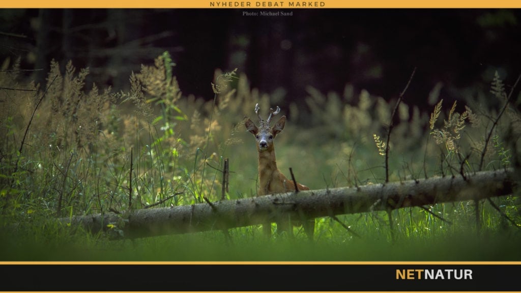 Flere bud på fremtidens forvaltning af urørte skove Flere bud på fremtidens forvaltning af urørte skove