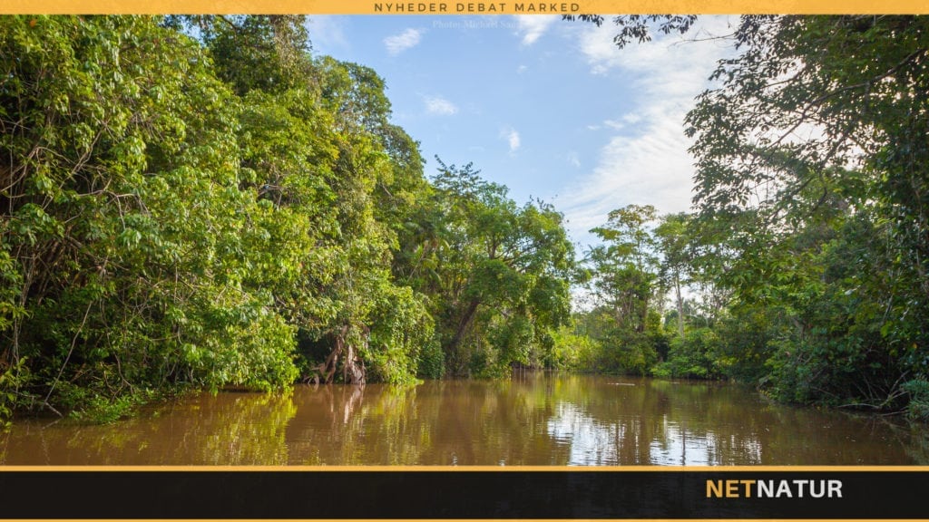 Peacock Bass og fluefiskeri i Brasilen