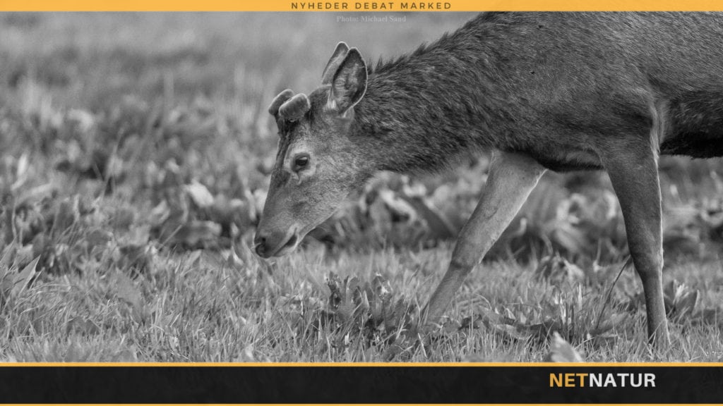 Jæger og landmand stiller skarpt på fodring af kronvildt