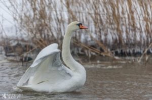 Knopsvanen – hele Danmarks nationalfugl Knopsvanen - hele Danmarks nationalfugl
