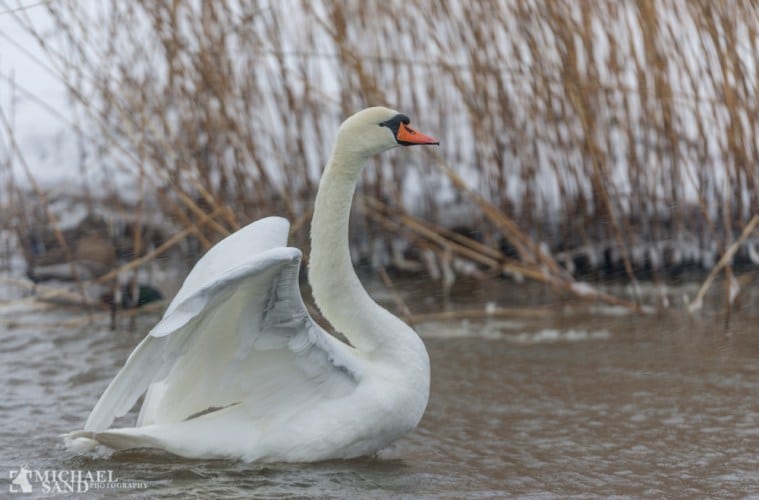 Knopsvanen - hele Danmarks nationalfugl