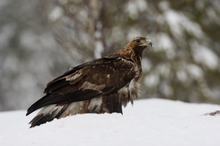 Danske kongeørne jager en varieret kost med klare livretter