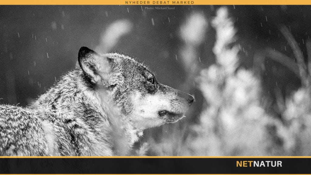 Jæger frifundet for at skyde ulv