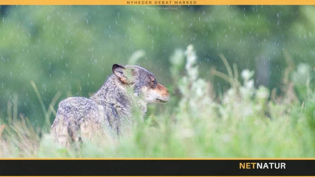 Norge tillader ulvejagt fra helikopter