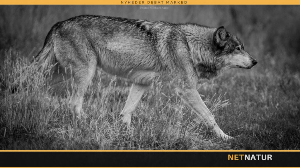 Minister vil arbejde for balance i EU’s ulvepolitik