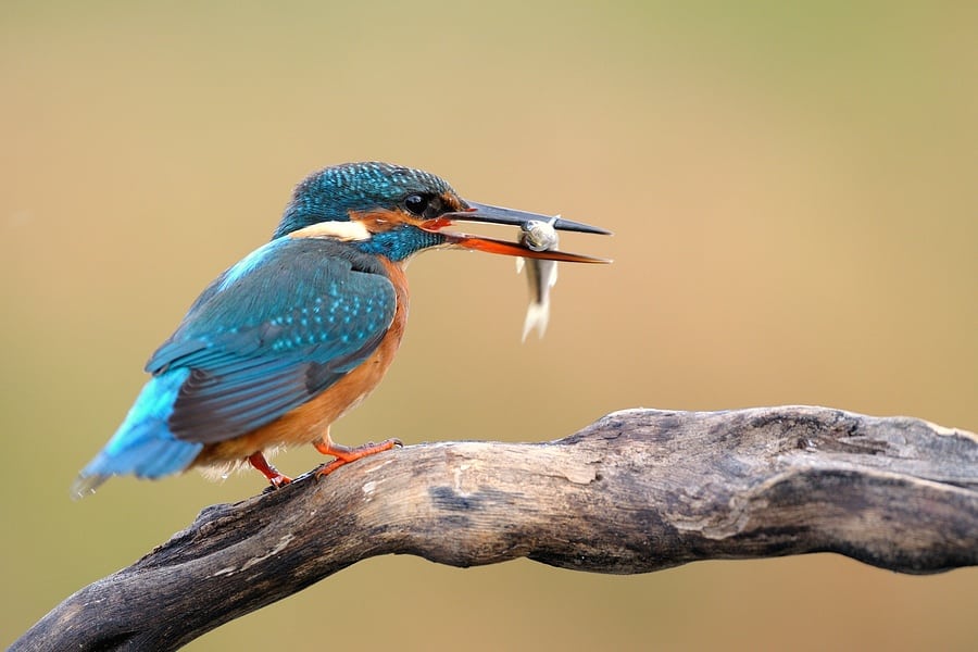 Isfuglen er i fremgang Isfuglen er i fremgang