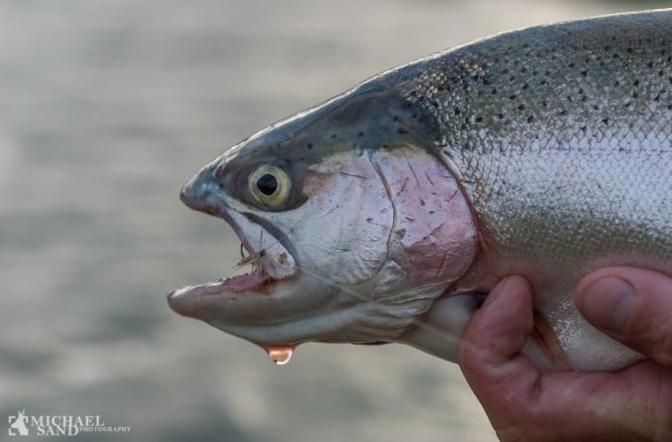 Regnbueørreden – invasiv men i dag hjemhørende Regnbueørreden