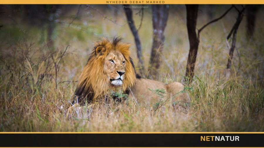 PHASA forsvarer jagt på opdrættede løver i Sydafrika