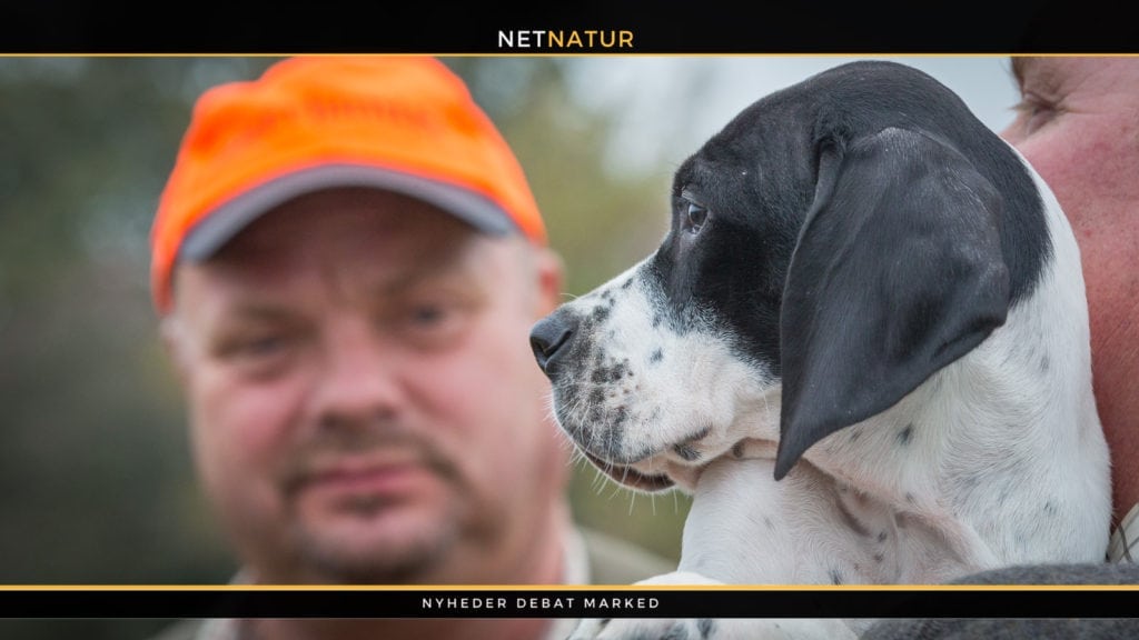 Borreliose er en meget alvorlig sag for din hund