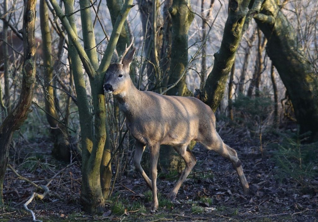 Vestjysk buk fremviser færdigfejet opsats i marts
