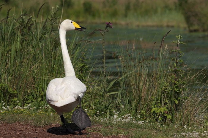 Fuglene flygter fra Odense Fjord Pibesvanen - en talrig træk- og vintergæst