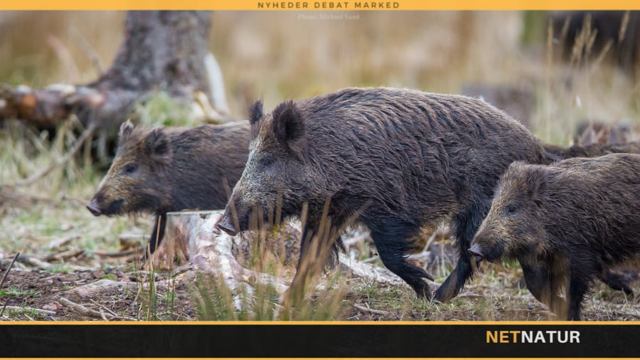 Kan vildsvinehegn bremse dansk import af smittet svinekød? Kan vildsvinehegn bremse dansk import af smittet svinekød?