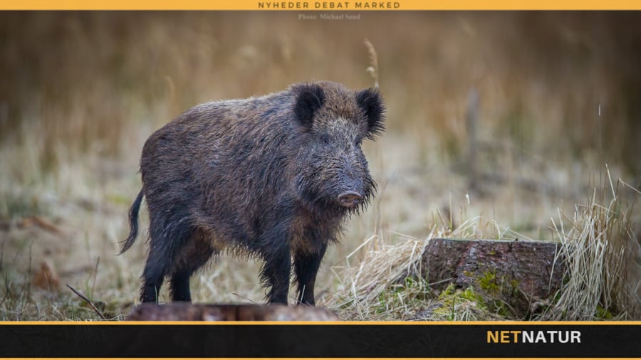 Vildsvinehegn med lange udsigter