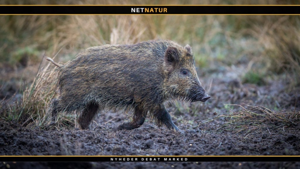 Endnu et EU-land ramt af afrikansk svinepest