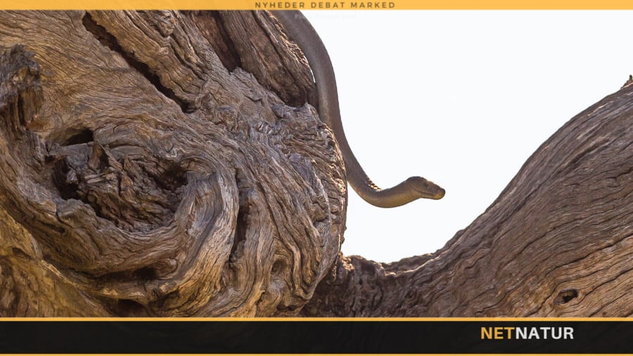 Slangebid og hvad så?