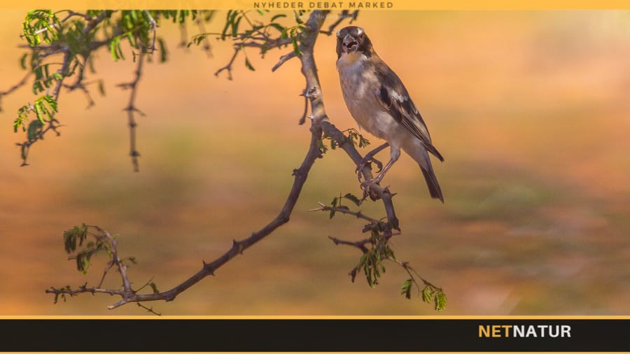 DOF arbejder for skov og mennesker i Kenya, Nepal og Uganda