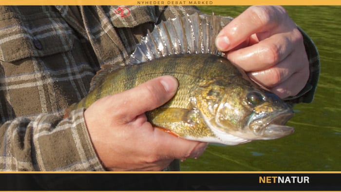 Aborren - fisken som både er til fersk- og brakvand