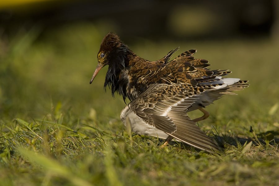 Brushanen - ingen deling om yngelplejen