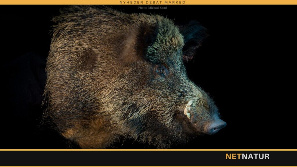 Import af ubehandlede jagttrofæer fra tredje-lande Supplerende links til debat om afrikansk svinepest