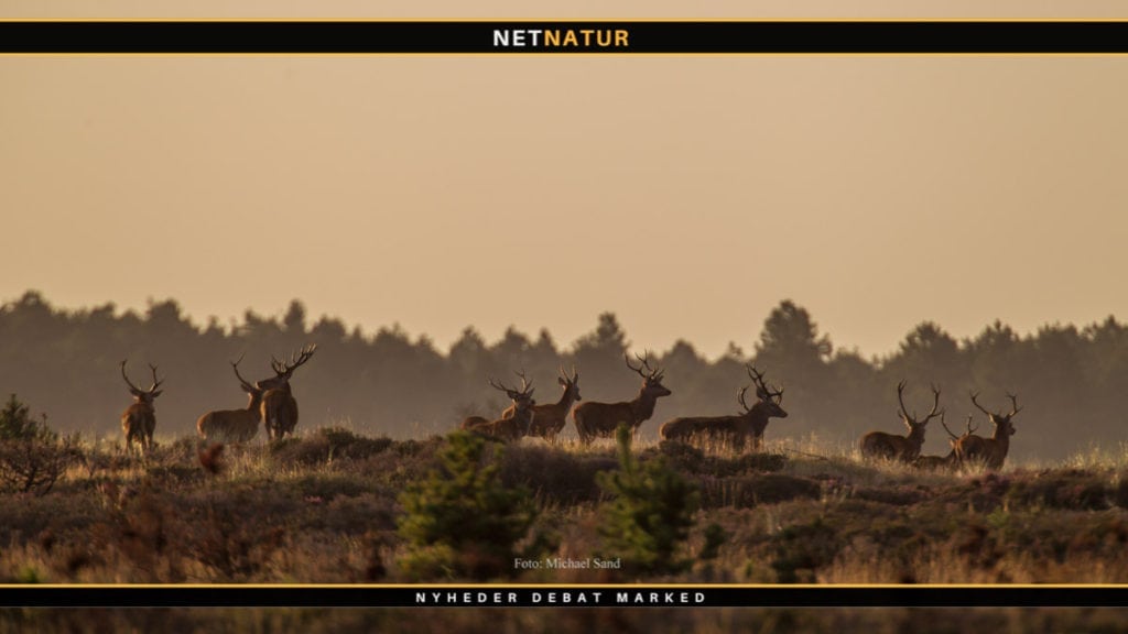 Jagt udlejes i Nørager skov