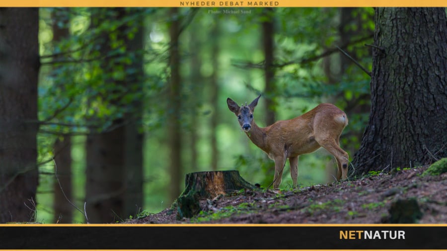 JP mener interesseorganisationer trænger til serviceeftersyn