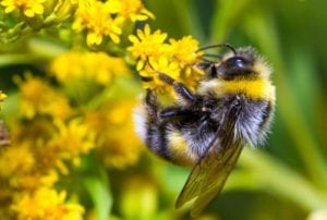 Ny app som kan genkende planter og blomster Ny app som kan genkende planter og blomster