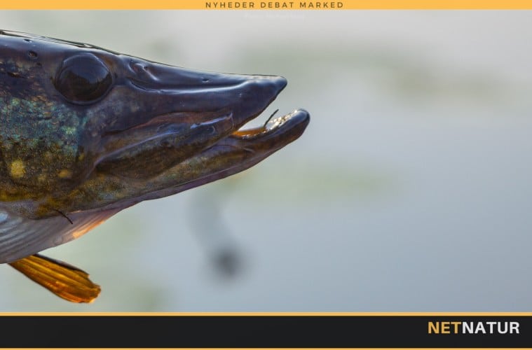 Gedden – mindst lige så glubsk som sit rygte Gedden - mindst lige så glubsk som sit rygte