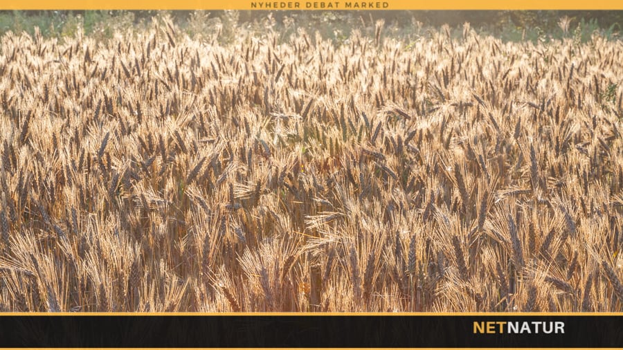 Økologi modtager en milliard kroner