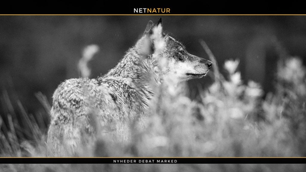 Freddy Wulff: Uden forbehold