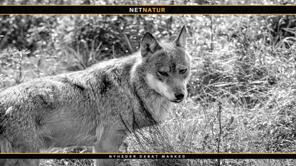 Danmark kan være et af de farligste steder for ulve, hævder Dansk Pattedyrforening