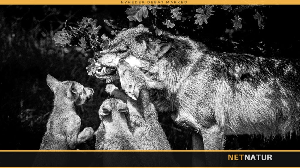 Var den dræbte ulv mor til hvalpene ved Ulfborg ?