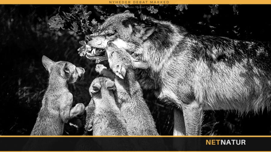 Skal ulvehybrider tolereres eller udryddes?