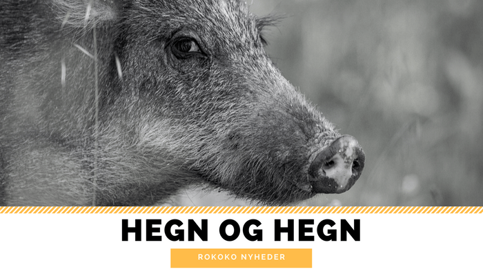 Ulvereservat og vildsvinehegn skal kombineres