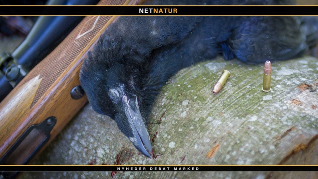 Filmklip og info om regulering af rågeunger