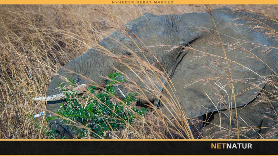 GPS-halsbånd skal redde Tanzanias elefanter