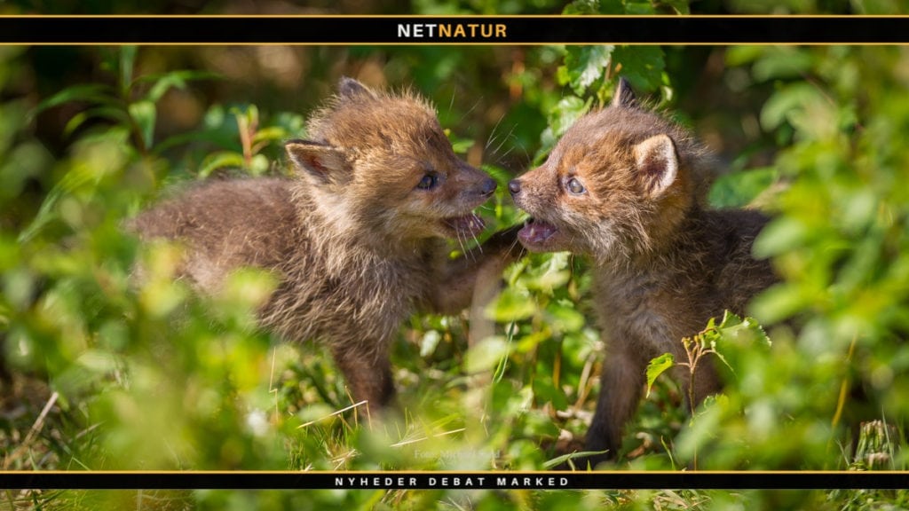 Høring af udkast til ændring af bekendtgørelse om vildtskader