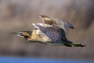 Rørdrum – en mester i camouflage-kunst Rørdrum - en mesteren i camouflage-kunst