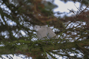 Tyrkerduen – den lille grå humørbombe Tyrkerduen - den lille grå humørbombe