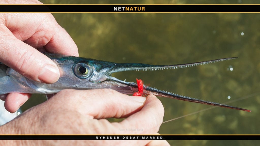 Masser af hornfisk netop nu