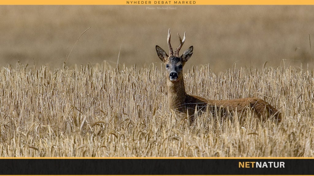 Skyd - eller skyd ikke! nr. 5
