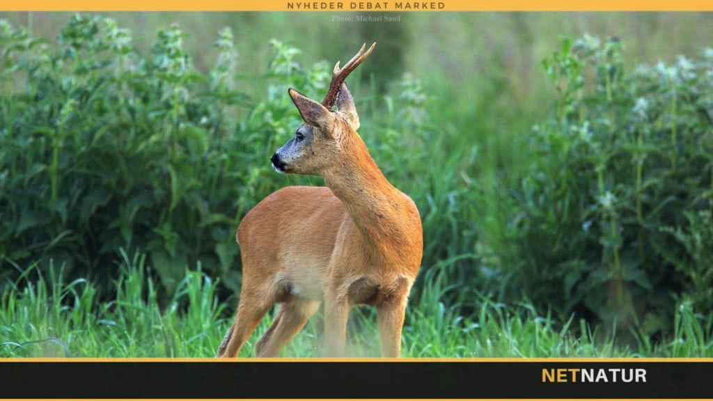 Skyd - eller skyd ikke! nr. 6