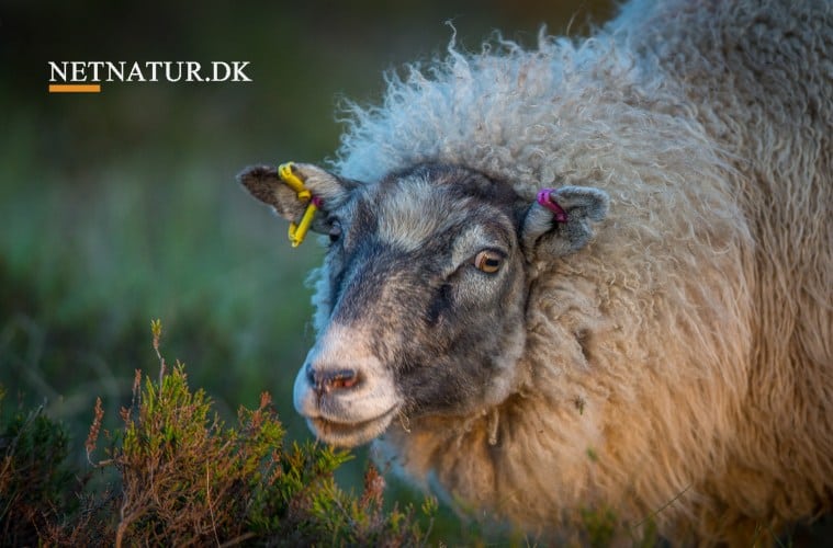 DNA bekræfter, at ulv stod bag nedlæggelse af lam