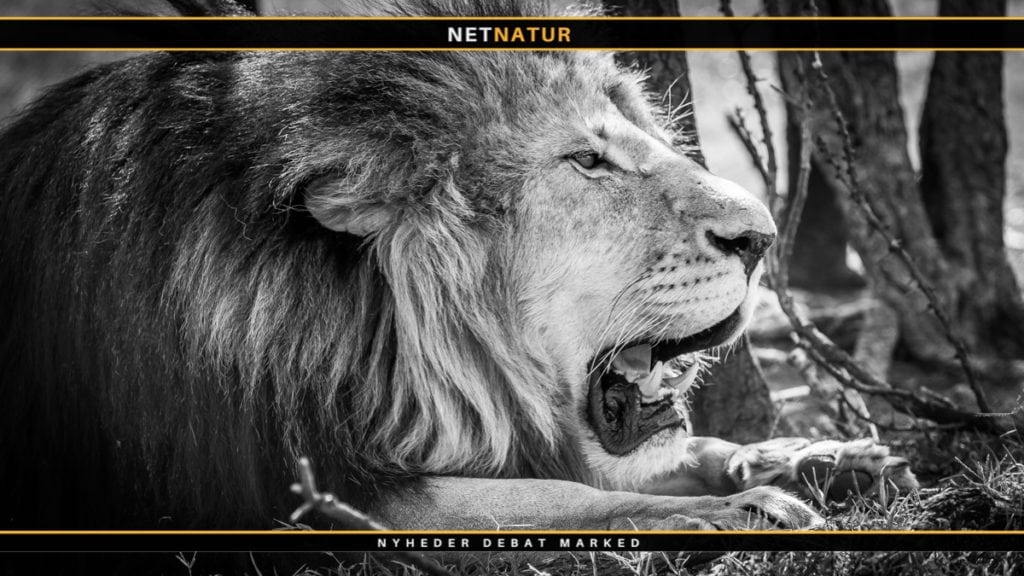 PH’er i Sydafrika stifter foreningen CPHC PH’er i Sydafrika stifter ny forening med fokus på jagt og etik