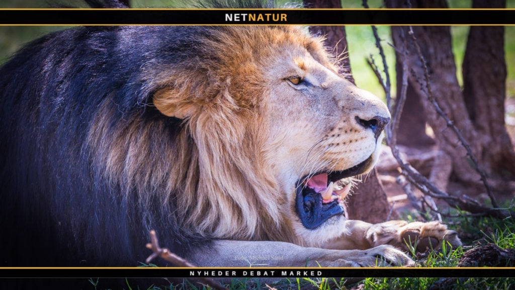 Løveslagtning vækker forargelse Løveslagtning vækker forargelse