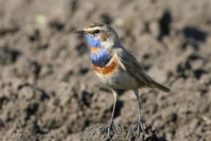 Blåhalsen – den sky fugl, som oftest lever skjult Blåhalsen - den sky fugl, som oftest lever skjult