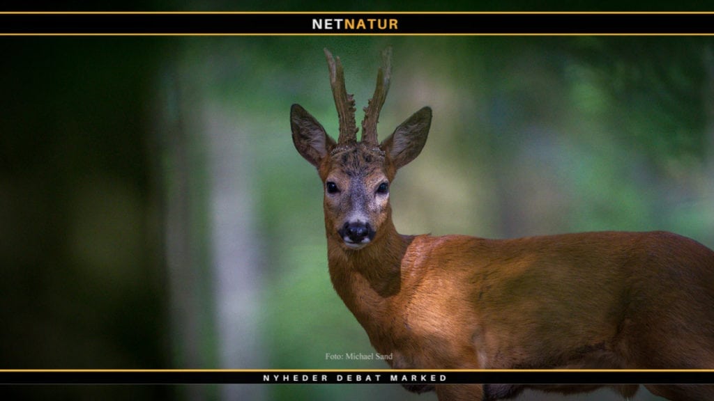 Bukkejagten i tekst og billeder