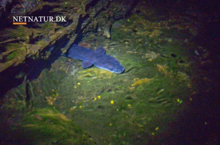 Ålen - mere kendt som røget end speget