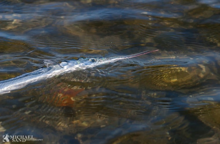 Frygt for ilstsvind i Mariager Fjord