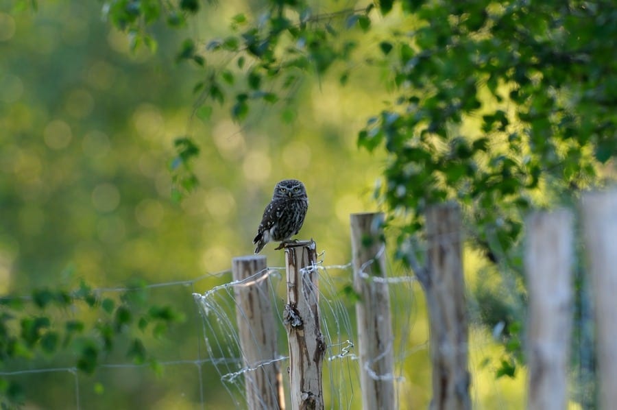 Rammerne for Danmarks vilde skove er på plads
